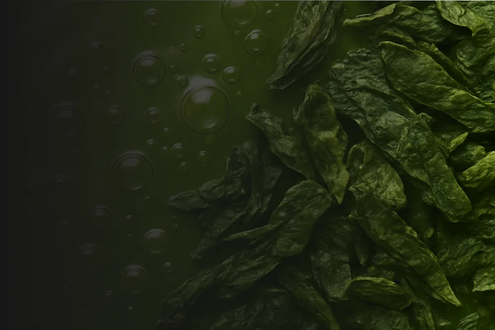Refreshing Trio — Shampoo, Conditioner & Spray — Green Tea Extract